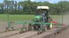 Parsley Cultivating with Tine Weeder 